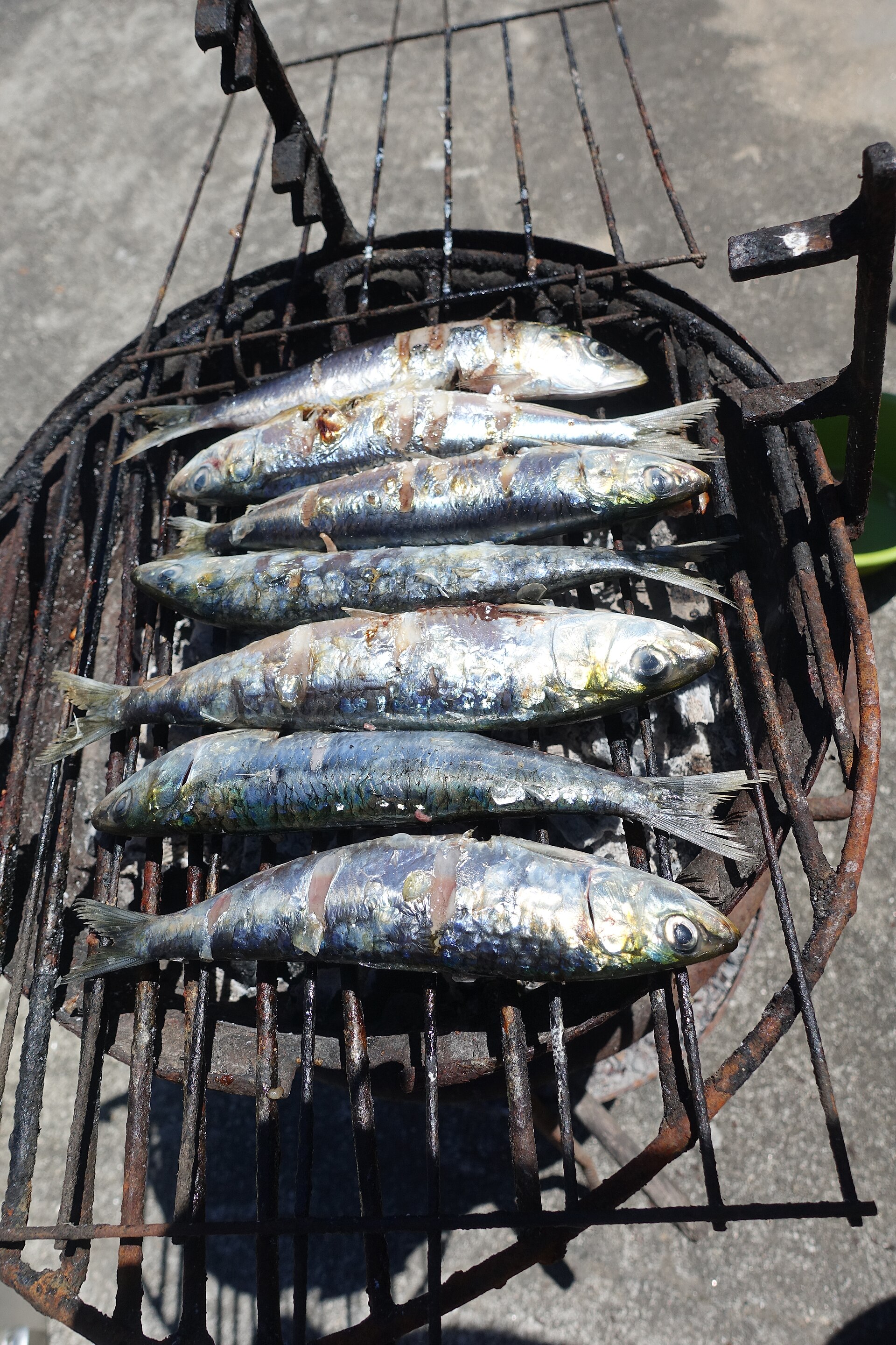 Grilled sardines